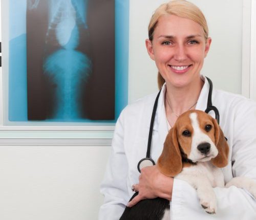 Veterinary Career Development — A Practical Guide