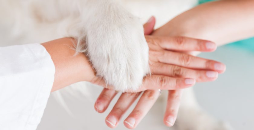 Important Update for UK Vet Practices What the Proposed CMA Reforms Mean for You